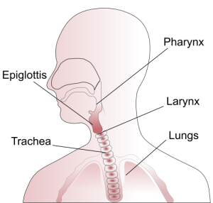 2000px-Throat_anatomy_diagram.svg_-500x477