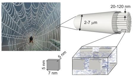 Spiders spin unique phononic material 2 unnamed (1)