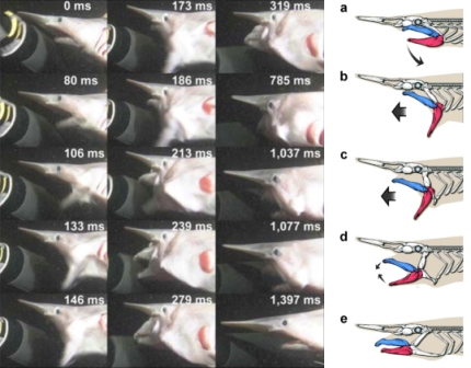 Unraveling the jaw-dropping goblin shark 2 (Left) Video stills show a goblin shark’s protruding jaws (elapsed time is shown in milliseconds). (Right) Goblin shark “slingshot feeding.” Jaw movement is extremely rapid: about 0.3 seconds from “a” to “e”. Photo: NHK, Illustration: Hokkaido University