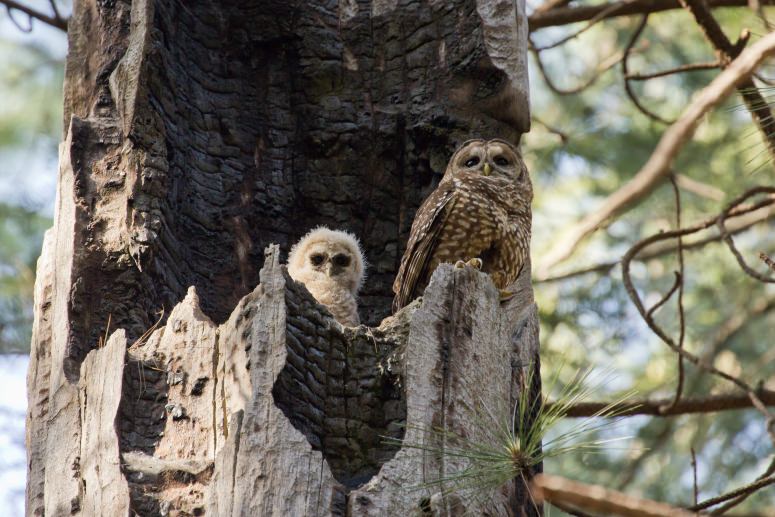 An adult female California spotted owl and owlet on the nest. A UW–Madison research group has documented an exodus of owls following the fierce, 99,000 acre King Fire in California in 2015. PHOTO: SHEILA WHITMORE