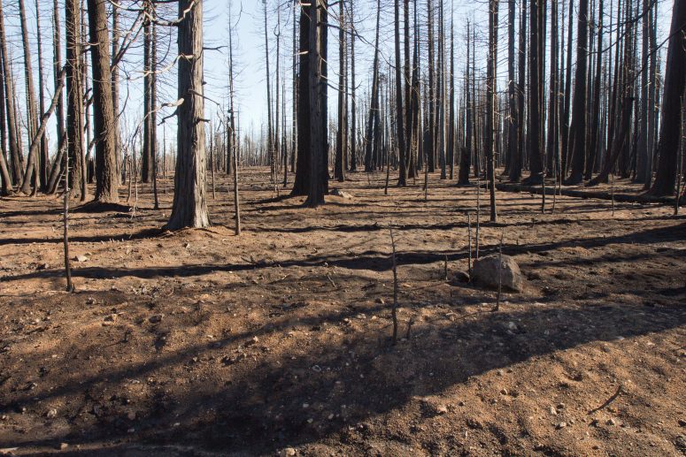 A former spotted owl nesting site in the aftermath of the 2014 King Fire. This site had been occupied by a pair of owls for 21 of 22 years prior to the fire. PHOTO: SHEILA WHITMORE 