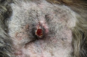 This chronic pressure sore on an Irish wolfhound received conventional treatment for more than three months at the UW–Madison School of Veterinary Medicine.