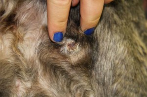Fourteen days after application of Microlyte, the sore is closed and well on its way to healing. PHOTOS: IMBED BIOSCIENCES 