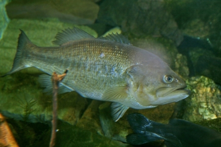 New virus found during investigation into largemouth bass fish kill 2 A new virus has been identified in association with a die-off of largemouth bass in Pine Lake in Wisconsin’s Forest County. Although the virus was discovered in association with a fish kill, more work is needed to understand if it is the primary culprit. PHOTO: CLIFF VIA CREATIVE COMMONS