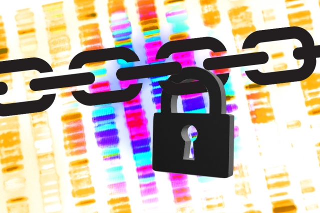 Protecting privacy in genomic databases 2 Researchers from MIT’s Computer Science and Artificial Intelligence Laboratory and Indiana University at Bloomington describe a new system that permits database queries for genome-wide association studies but reduces the chances of privacy compromises to almost zero. Illustration: Christine Daniloff/MIT