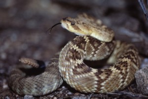 A black-tailed rattlesnake is seen in Arizona. Different species of snakes kept the genes for different types of toxins and shed others, new research shows. SHARON AND DANNY BROWER