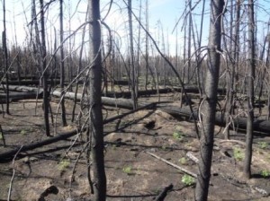 In 2012, the Cygnet fire in Yellowstone National Park burned young lodgepole pines that had regenerated following the park’s large 1988 fires. PHOTO: MONICA TURNER
