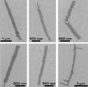 Graphene nanoribbons unzipped from multiwalled carbon nanotubes at Rice University are seen in microscope images. When their edges are modified with polyethylene glycol, the nanoribbons provide conductive surfaces for neuronal growth. (Credit: Tour Group/Rice University)