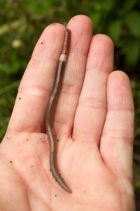 The Asian jumping worm, first found in Wisconsin in 2013 in the UW Arboretum, is best identified by its flat, tan band and the way it flops and jumps when disturbed. (Photo courtesy UW Arboretum/Susan Day)