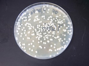 A culture plate with “super yeast,” engineered to feast on a previously unpalatable sugar, potentially improving the microorganism’s ability to convert sugars to useful biofuels. JAMES RUNDE/WISCONSIN ENERGY INSTITUTE