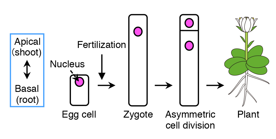 Schematic diagram of how plant cells undergo asymmetric cell division. Upon fertilization of the egg cell, the contents within the zygote are distributed unevenly (polarization), followed by asymmetric cell division, where the top daughter cell is small and the bottom cell is large. The top cell develops into a shoot, whereas the bottom part grows into a root. Credit : ITbM, Nagoya University