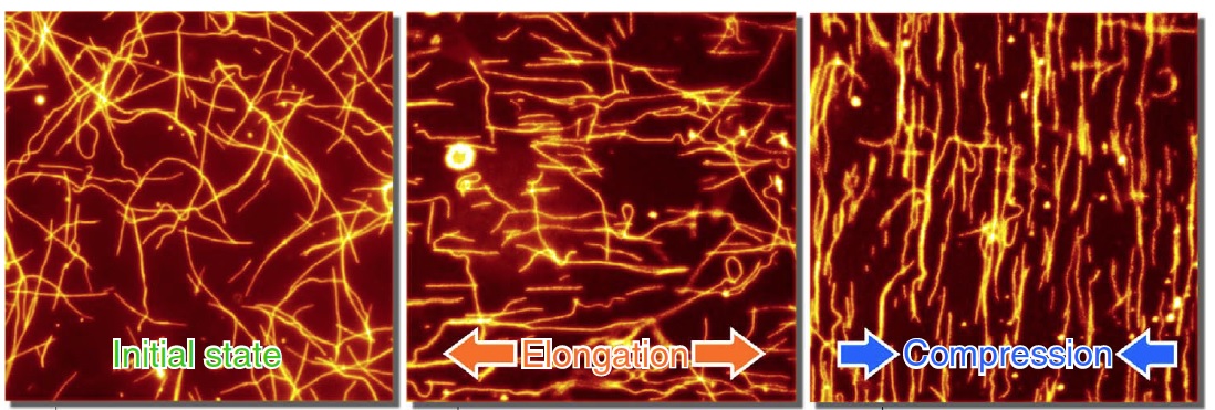 Change in direction of microtubules upon deformation of PDMS. When the PDMS were stretched, the microtubules moved faster and aligned themselves along the stretching axis. On the other hand, when the PDMS were compressed, the microtubules slowed down and aligned themselves perpendicular to the compression. (Inoue D. et al., Nature Communications, October 3, 2016)