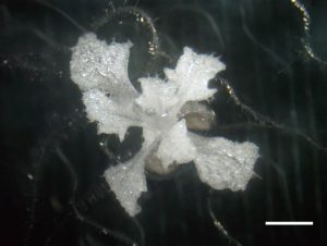 An Arabidopsis thaliana plant turned into an albino species by knockout of the PDS3 gene. Successful expression of the Cas9 protein with an RPS5A promoter (pKIR vector) led to knockout of the PDS3 gene, which is responsible for chlorophyll synthesis. Scale bar is 2 mm. Credit : ITbM, Nagoya University