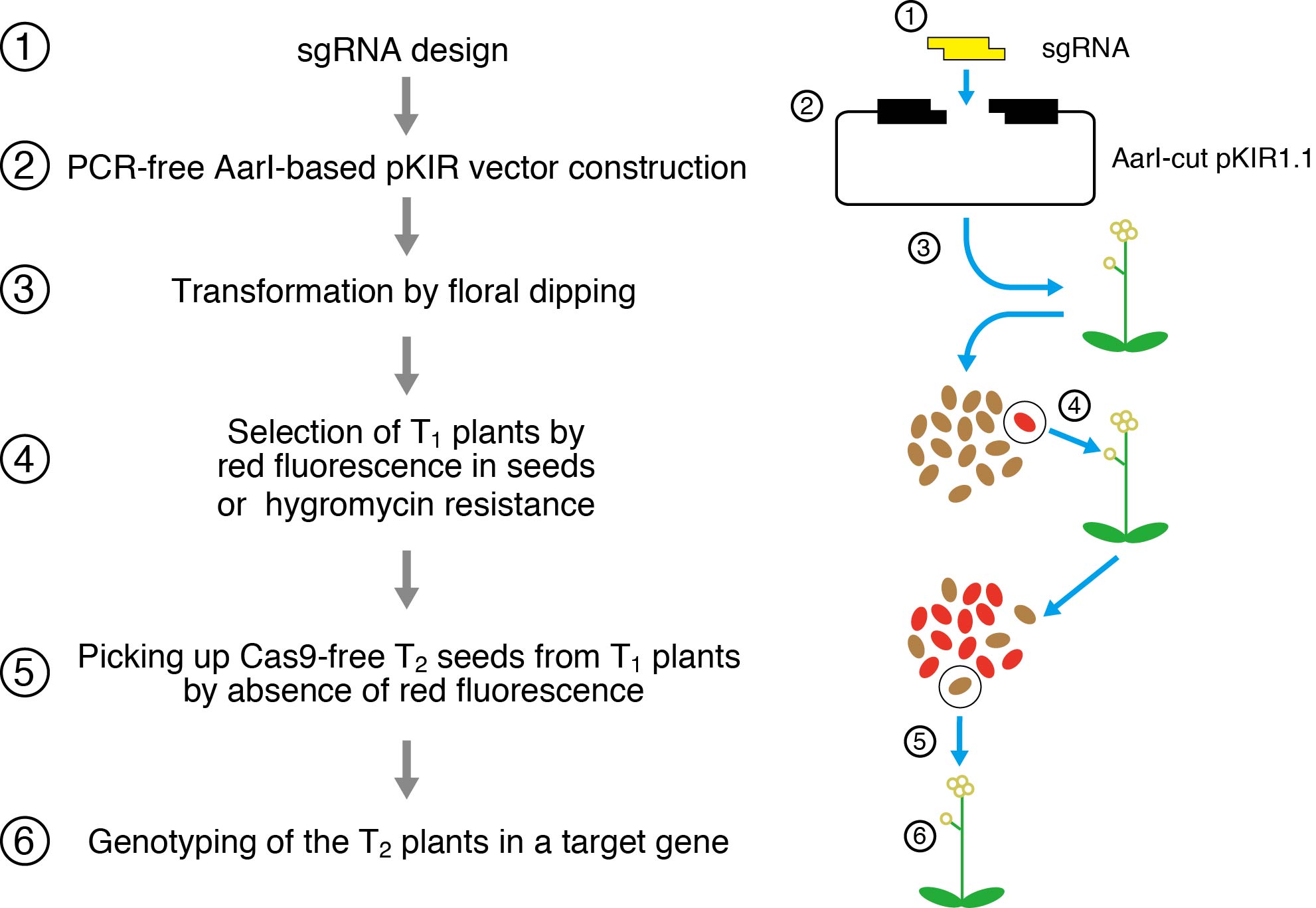 Experimental procedure for gene knockout using the pKIR vector. Plant seeds containing Cas9 are marked with a red fluorescent marker to tell which seeds contain Cas9. Using this method, it becomes possible to obtain seeds that have a knockout mutation in their target gene and do not contain Cas9, in the second generation by selection. This whole process takes about 3 months. Credit : ITbM, Nagoya University