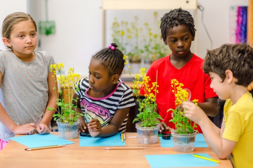 Students at Hawthorne Elementary School in Madison work with plants that grow fast enough to captivate their attention and allow a range of new classroom experiments. JENNA STOUGHTENGER/SUNSHINE MARIGOLD PHOTOGRAPHY