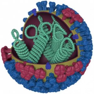 Illustration showing the different features of an influenza virus, including the surface proteins hemagglutinin (blue) and neura-minidase (red). CENTERS FOR DISEASE CONTROL AND PREVENTION 