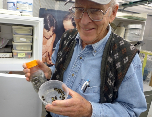 Paul Williams, founder of the Fast Plant program at UW–Madison, holds bumblebees that are used to pollenate the rapid-cycling Brassica plants. DAVID TENENBAUM 