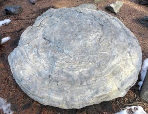 stromatolite large 500x385