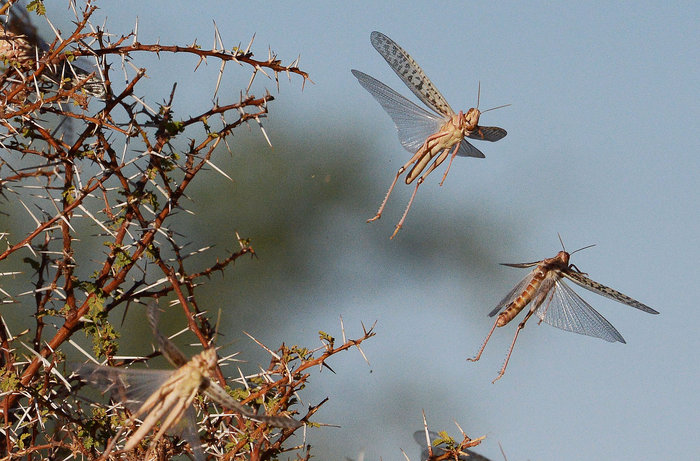 Desert locust node full image 2