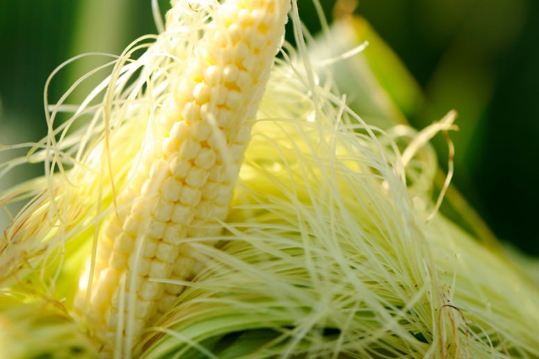 corn field GLBRC 12 3812