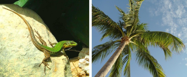 Lizard and Palm Tree