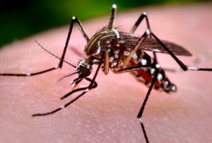 Zika mosquito large 500x336