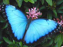 Common Blue Butterfly