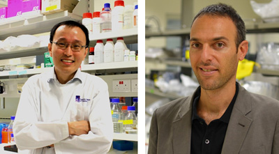 Two A*STAR scientists clinch prestigious 2015 EMBO Young Investigator Award