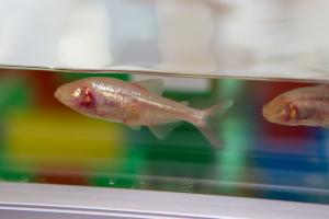 Regulating IV infusion with innovative blind cave fish-inspired sensor