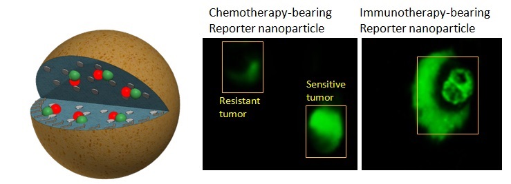 Fluorescent Nanoparticle Tracks Cancer Treatment’s…