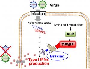 When suppressing immunity is a…