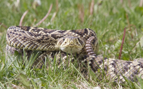 How rattlesnakes got, and lost, their venom