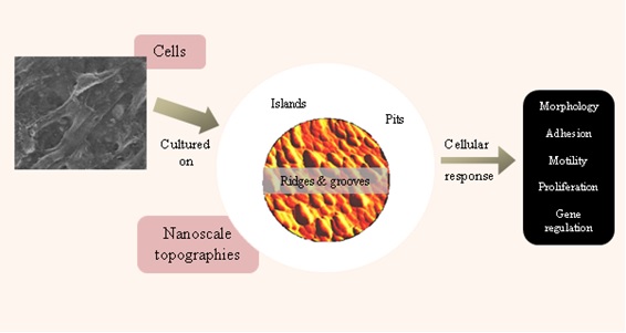 The highs and lows of regenerative medicine