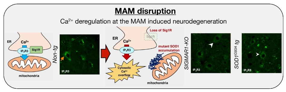 Collapse of mitochondria-associated membrane in…