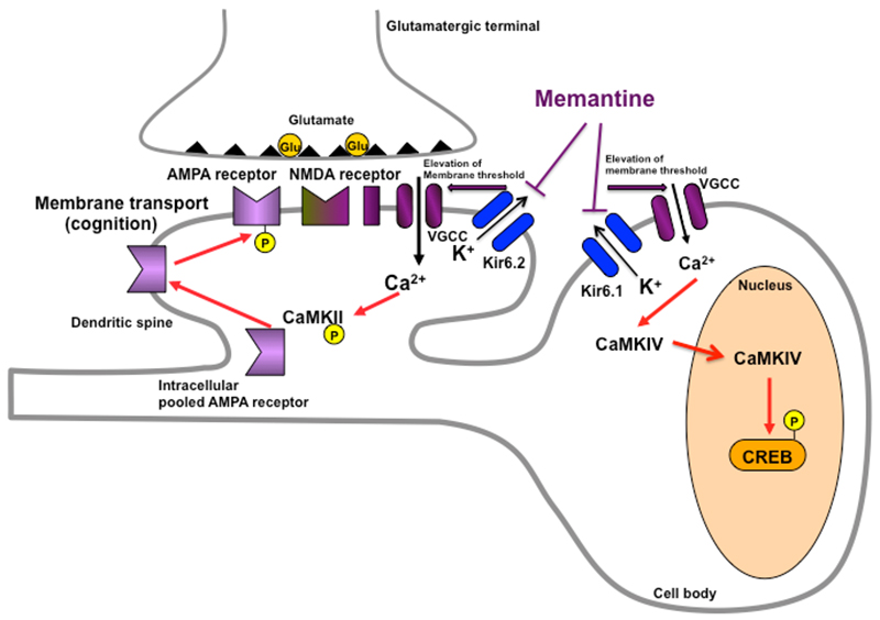 Alzheimer’s Disease found to be a Diabetic Disorder of the Brain