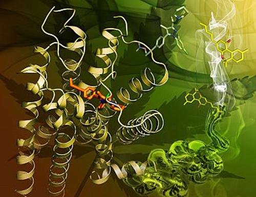 Researchers Detail Cannabinoid Receptor Structure