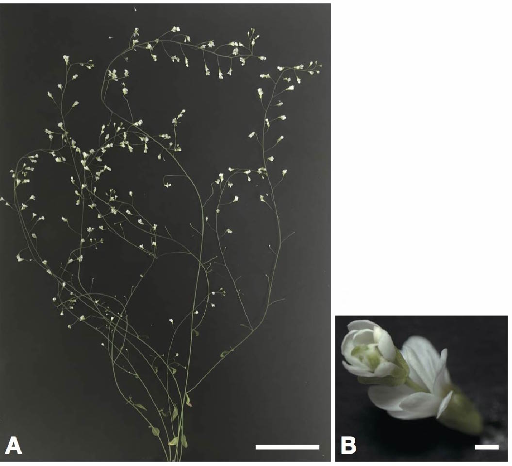 Highly efficient genome engineering in flowering plants