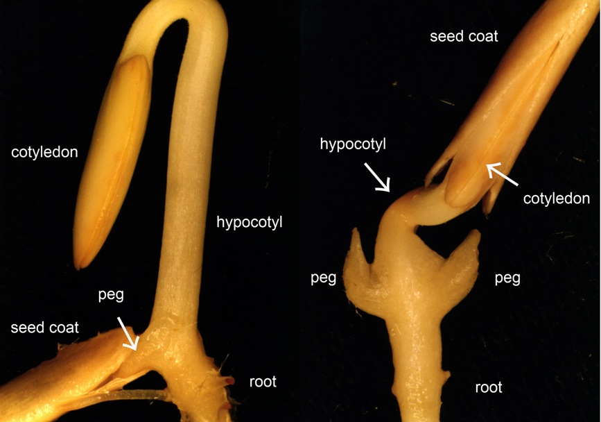 Space cucumbers reveal secrets of plant survival