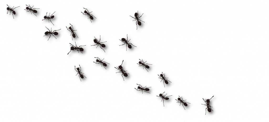 Stabilizing evolutionary forces keep ants…