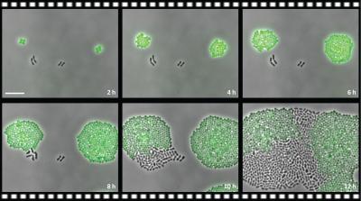 Antibiotic Resistance Just Became More Complex