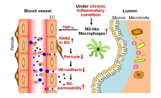 DGIST’s Research Team Identifies Mechanisms of Inflammation-induced Animal Aging