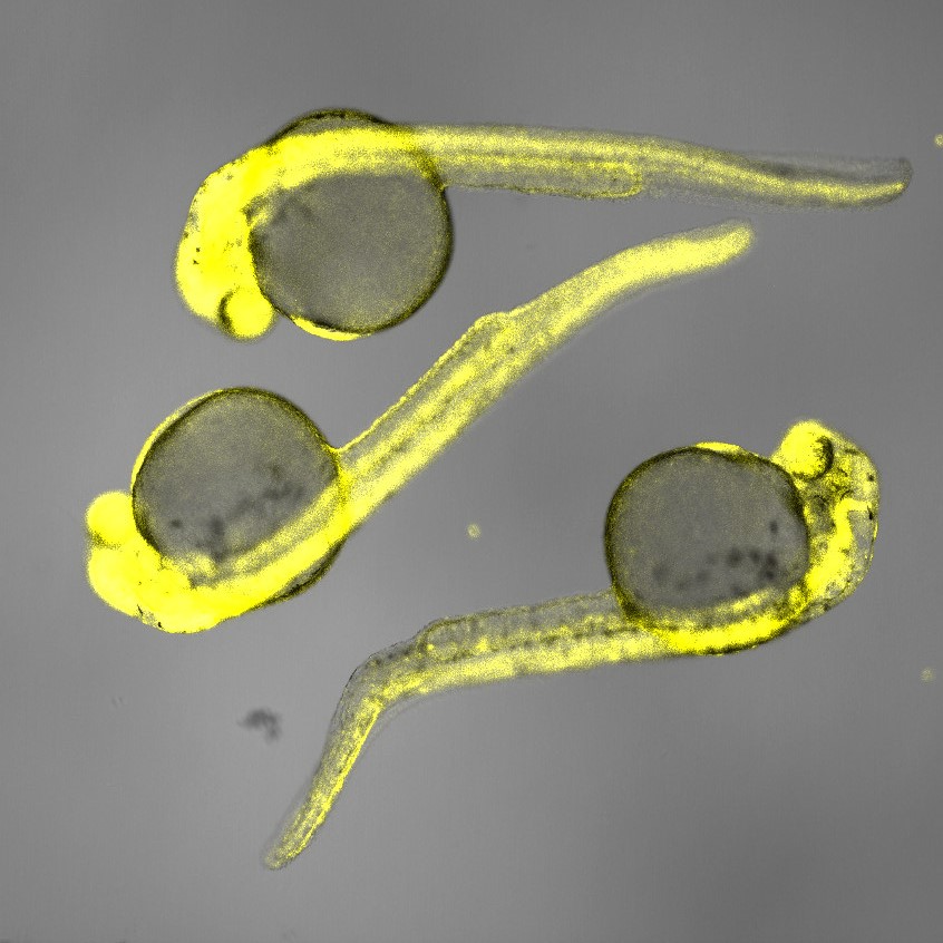 Manipulating gene expression precisely using light