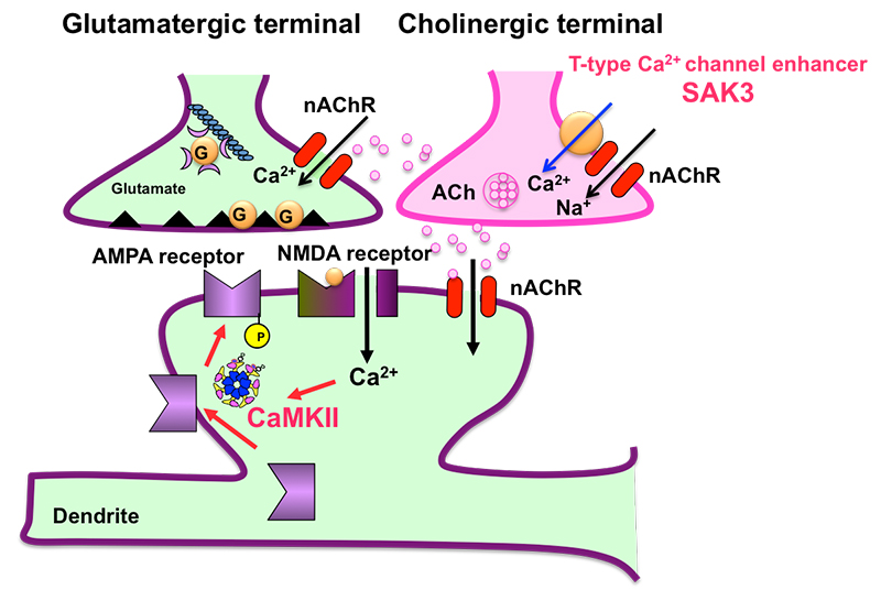 New Drug SAK3 May Offer…