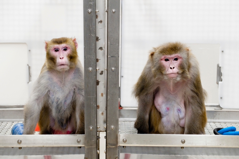 Calorie restriction lets monkeys live…