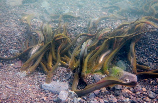 Promiscuous lamprey found to conduct ‘sham matings’