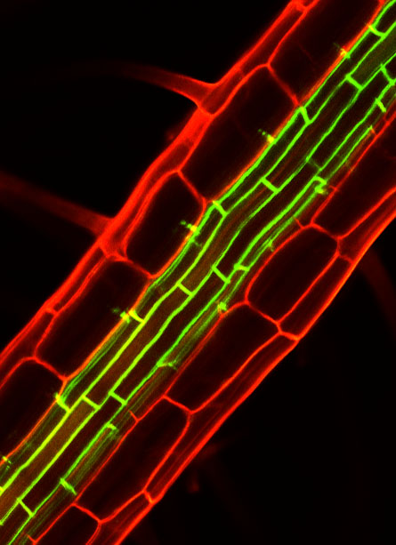 New Peptide Hormone Aids Waterproof Barrier Formation in Plant Roots