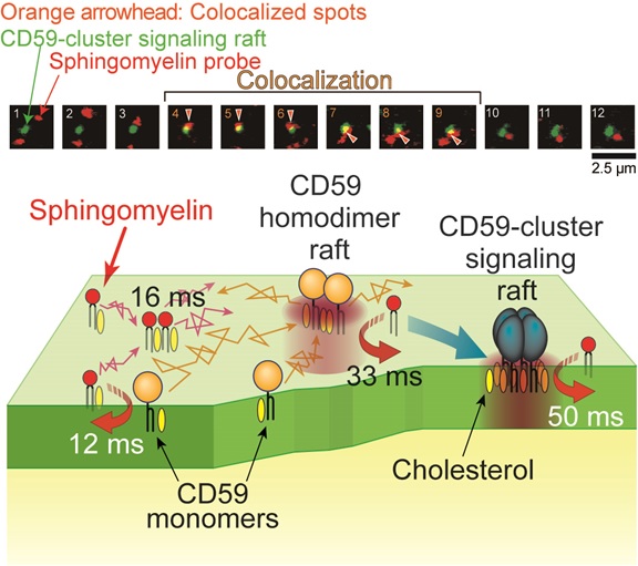 Membrane lipids hop in and…