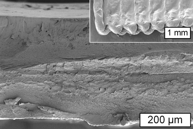 MIT 3D Cellulose 1 0