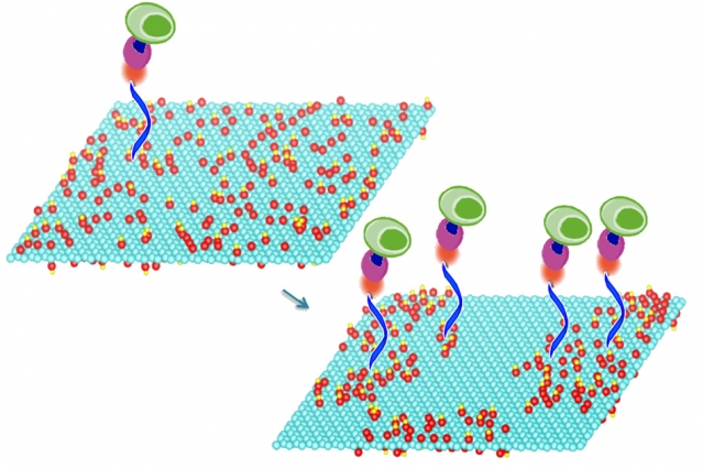 Graphene sheets capture cells efficiently