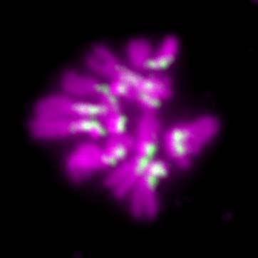 Dual Role of Fruit Fly Protein in Connecting Chromosome Copies